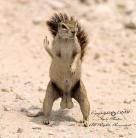 squirrel_bird.jpg image by _hunterthomas_
